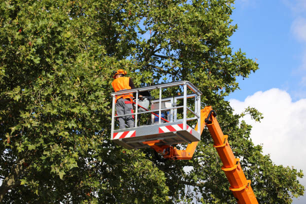 Best Leaf Removal  in Marissa, IL