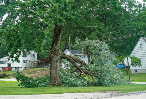 Best Arborist Consultation Services  in Marissa, IL